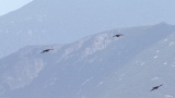 Video of Yellow-billed Chough - Yellow-billed Chough fly in the sky in Bulgarian mountains